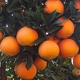 EARTHBOUND FARM Organic Bagged Juicing Oranges, 64 OZ