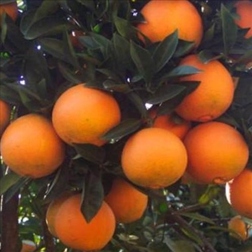 12 Navel Oranges: A Box of Sunshine from Organic Mountain