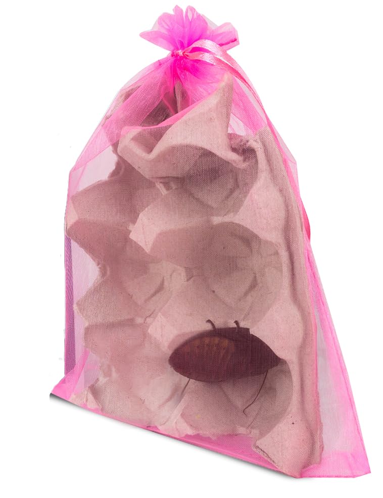 Josh's Frogs Female Madagascar Hissing Cockroach (Gromphadorhina portentosa)