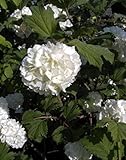 schneeballhortensie weißen und gefüllten Blütenbällen. Dieser Schneeball ist von einer sehr guten Winterhärte