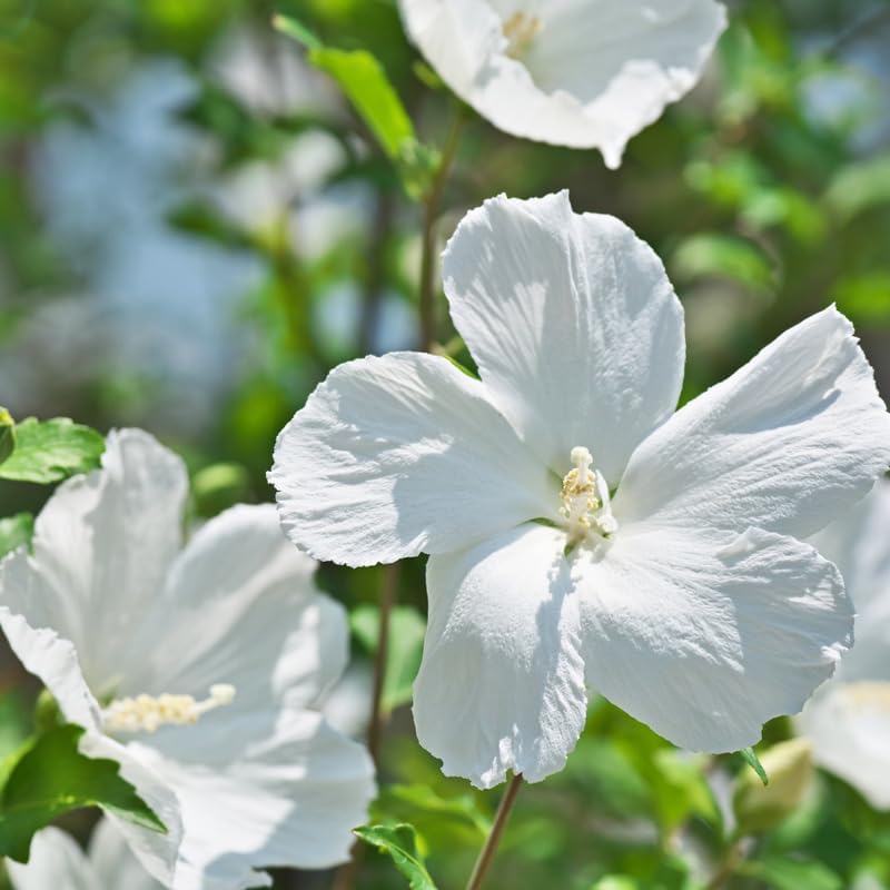 White Rose of Sharon Plant Live 4 Inch Container, Hardy Hibiscus Plant Live, Althea Hibiscus Syriacus Flowers