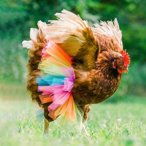 Disfraces para pollos de Halloween y accesorios para mascotas 4