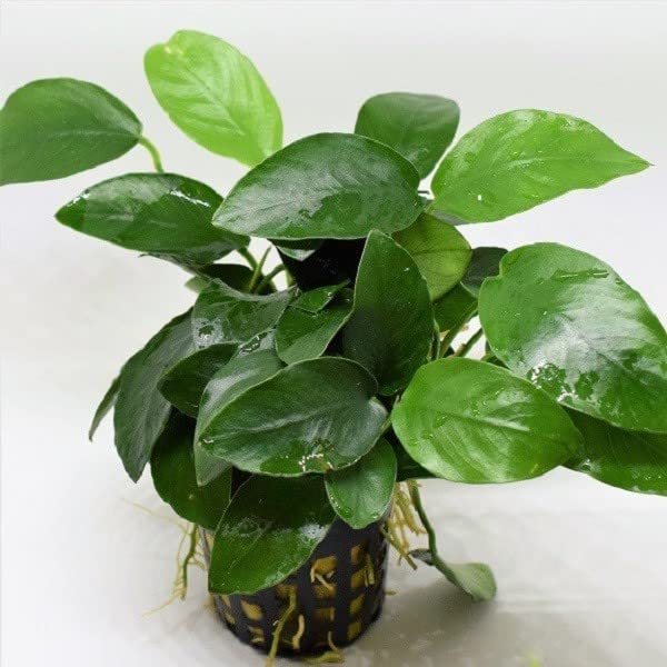 アヌビアスナナ　パンダイ コスパ最強！アヌビアス・ナナ斑入り水草の特徴と育て方・増やし