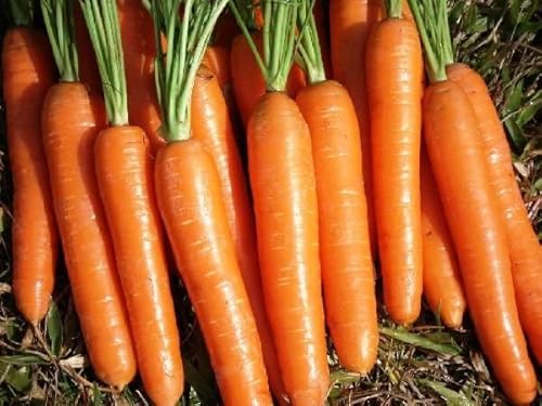 Cenoura Nantes Calibrada mèdia - 2,30g / 613 sementes por grama