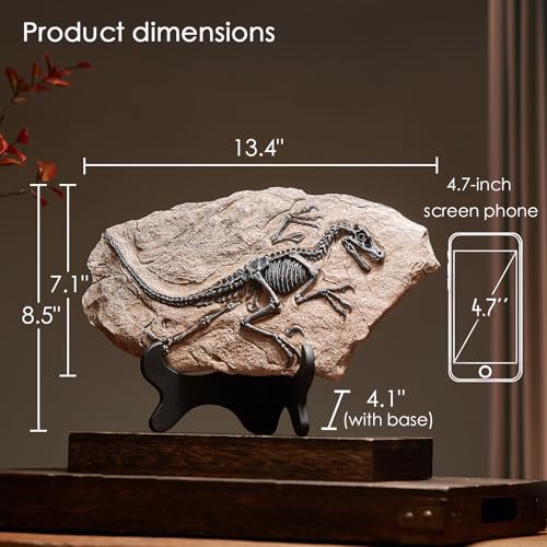 Image of 1st Heaven Resin Dinosaur Fossil Sculpture - Realistic Dinosaur Skeleton for Desk & Wall Display, Prehistoric Jurassic-Era Dino Decor, Unique Gift for Dino Lovers & Home Decor (Velociraptor)