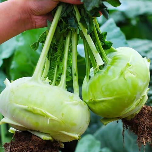 semillas de colinabo para balcón semillas y plantas de hortalizas semillas de colinabo orgánicas cultivo de plantas Semillas de hortalizas, decoración de jardín exterior, plantas 500pcs