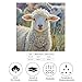 FekiLoot Color Sheep Bandana Multi-purpose Headband 18