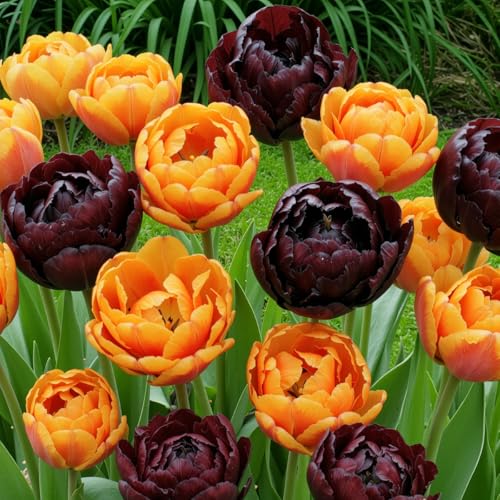 Tulipes Black and Orange Mix - 20 Bulbes de Fleurs à Planter Exterieur - Plantes Vivaces Exterieur - Rustique - Naturelle Plantes de Hollande (pas de graines, non artificielle)