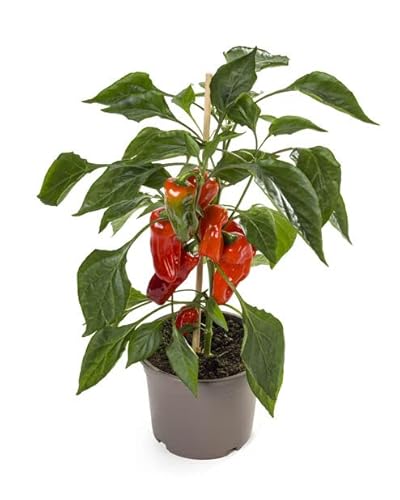 Planta de Pimiento Jalapeño Natural Descubre la Satisfacción de Cultivar