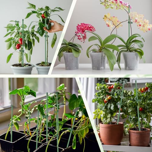 Tige unique de support pour orchidée rose et tomate en pot de balcon