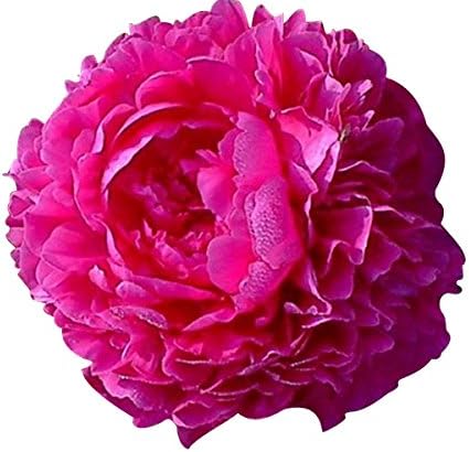 Kansas Peony - Early Double Red - Raíz desnuda 3-5 ojos