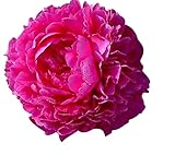 Special Sale: Kansas Peony - Early Double Red - Bare Root 3-5 Eyes