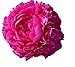 Kansas Peony - Early Double Red