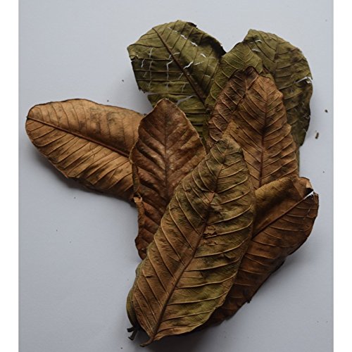 BSD Organics Aqua Fish & Shrimp pet Food Guava Leaves - 100 gm (B078ZGFRWG) Amazon Price History, Amazon Price Tracker