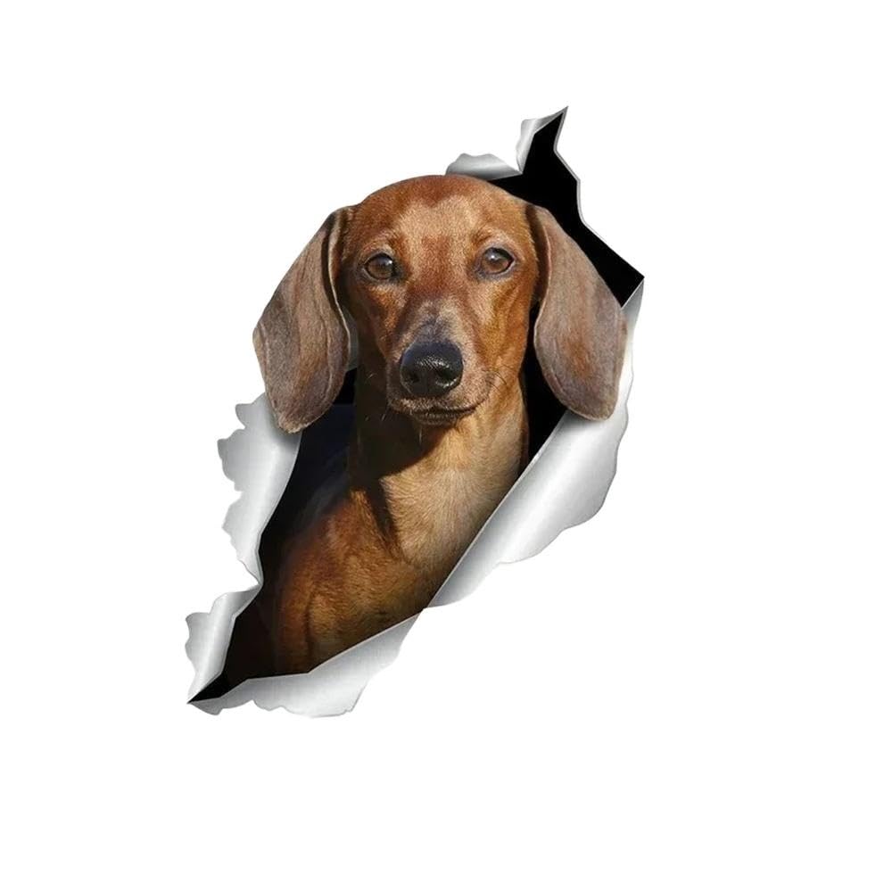 Car Sticker Chocolate Mini Dachshund Dog Pet Animal Waterproof Vinyl Decal(26cm)