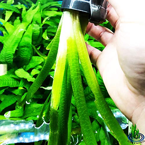 Giant Jungle Val | Vallisneria Gigantea Potted Tall Background Live Aquarium Plants Decoration Tropical Freshwater Fish Tank by Greenpro - Thumbnail 2