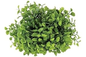 Half Sphere Greenery for Maiden Hair Fern