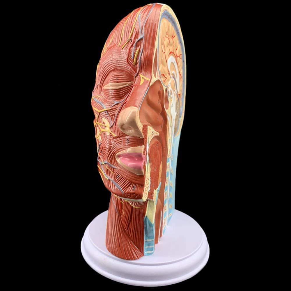 Menschlicher Kopf Oberflächliche Neurovaskulärer Modell, Gesicht Anatomie Medizinisches Gehirn Hals Medianschnitt, Kosmetischer Gesichtsnerv Micro-Gestaltung Lehrmittel