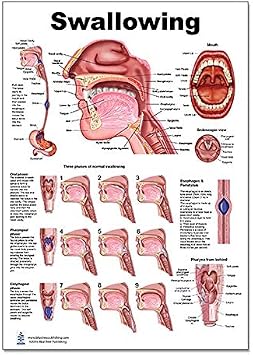Blue Tree Publishing Anatomy posters For SLP Swallowing 12x17