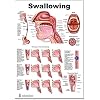 Blue Tree Publishing Anatomy posters For SLP (Swallowing 12x17)