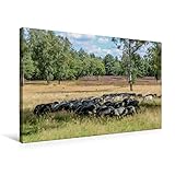  CALVENDO Premium Textil-Leinwand 75 cm x 50 cm quer, Heidschnucken Herde  Wandbild, Bild auf Keilrahmen, Fertigbild auf echter Leinwand, Leinwanddruck: In der Lüneburger Heide Orte Orte