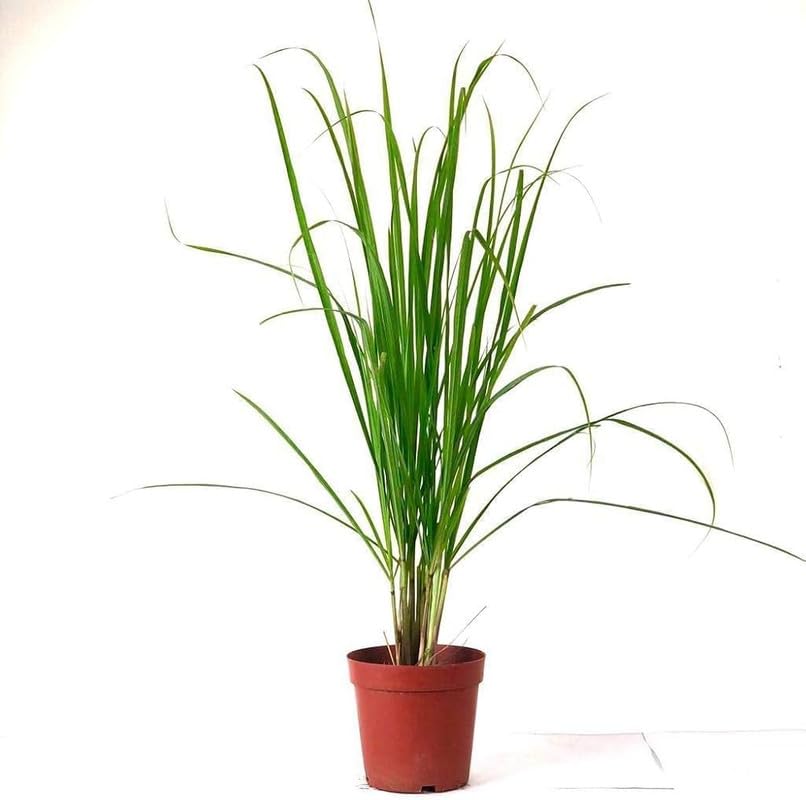 Live Lemon Grass Plant for Home Gardening - Pack of 1-image-49