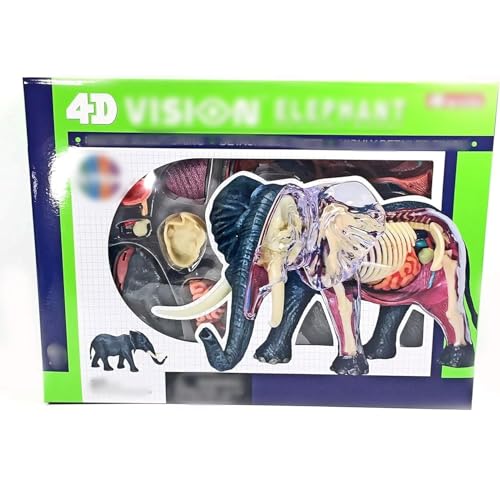 Modèle d'anatomie d'éléphant 4D haute précision scientifique - 4