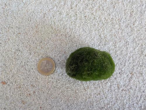 Aquarium Pflanze Mooskugel L 4-7cm Aquariumpflanze Algen Reinigung