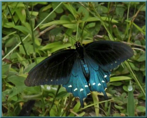 Miniatura 4 de 1000 Semillas de flores vegetales de hierba italiana gigante de perejil petroselinum crispum napolitanum