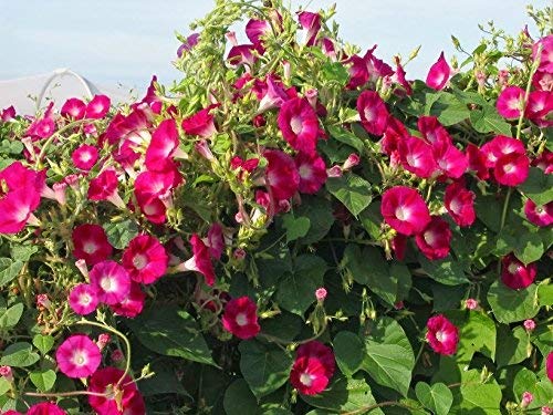 Morning Glory Red Flower 30+ Seeds by Urban Turtle® (B096K2S7KW) Amazon Price History, Amazon Price Tracker