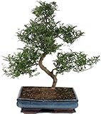 Bonsái Natural de Zanthoxylum Piperitum o Pimentero Japonés