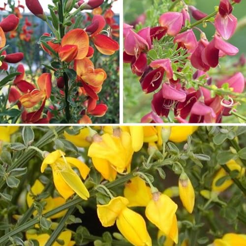 3 x mix di Cytisus: Lena + Boskoop Ruby + Allgold - 3 x Ginestra | Giallo-rosso, giallo e rosso - piccolo arbusto, densamente cespuglioso, alto fino a 150 cm - 3 x 1,5 litri