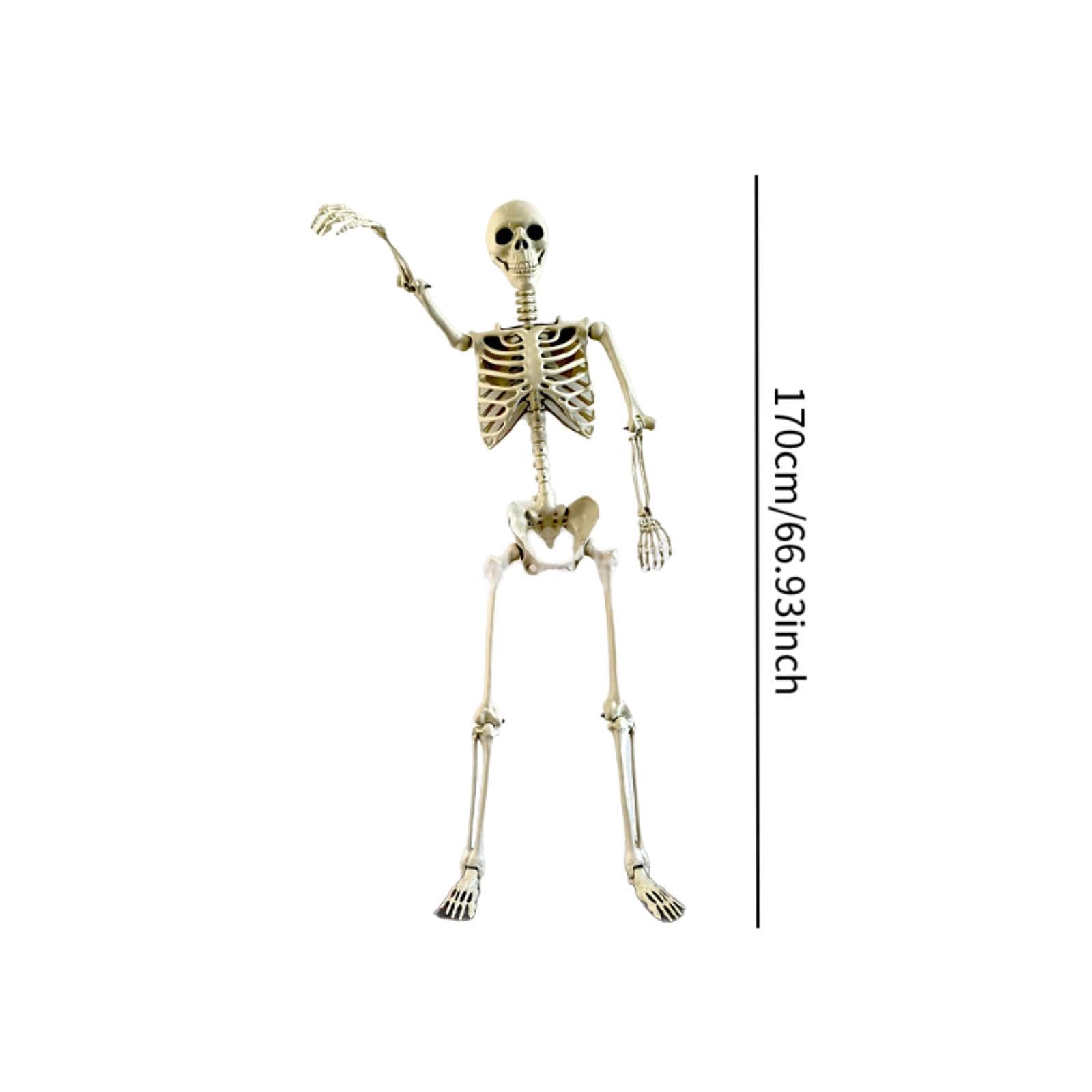 Decorazione Scheletro di Halloween, Ornamento Decorativo Flessibile con Giunti Mobili per Progetti Scolastici, Feste a Tema E FESTIVITÀ, 170 Cm