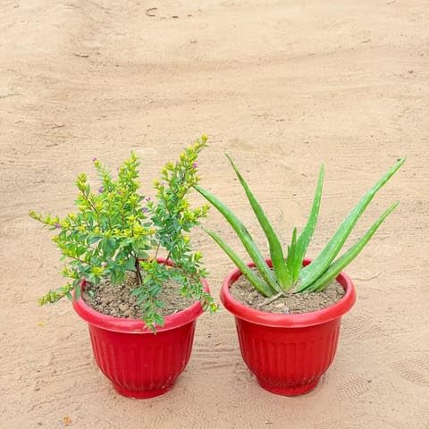 Best Nursery Set of 2 - Cuphea/False Heather Pink & Aloe Vera in 8 Inch Plant Terracotta Red Olive Plastic Pot-image-1