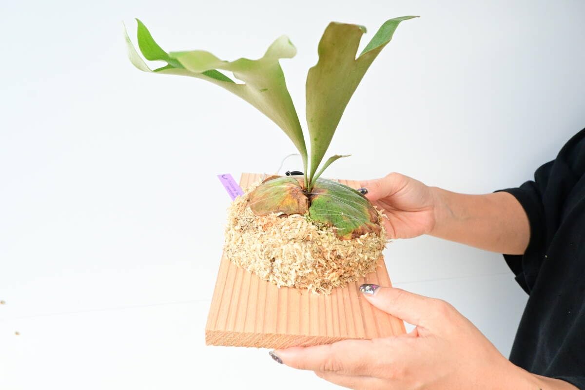 Amazon.co.jp: P.alcicorne 'Gorgon' spored① ＠ビカ森wife アルシ