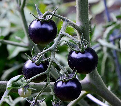 Rare Purple Blue Indigo Rose Tomato About 20 Seeds #TOP6
