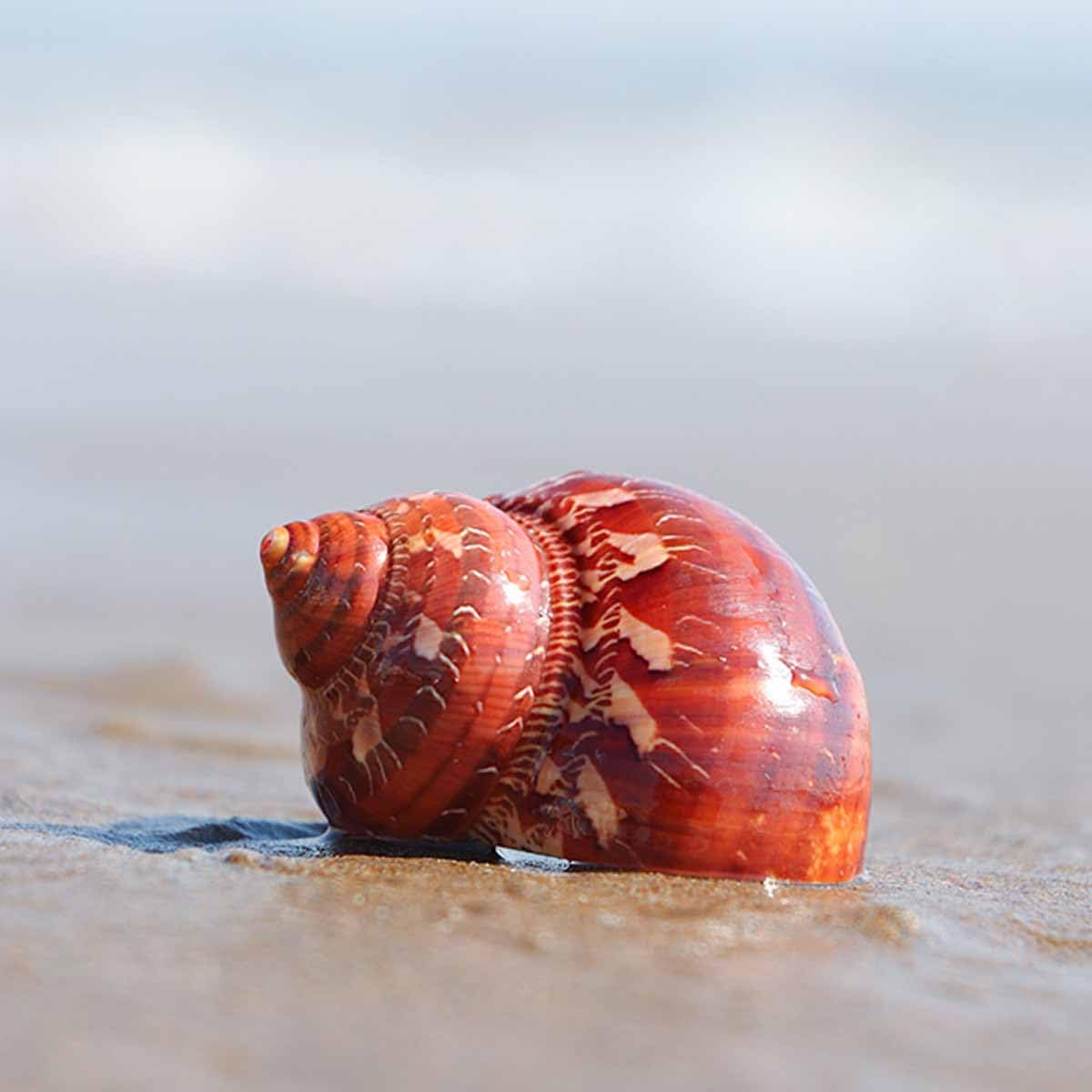Muszla, 5-7 cm na dekoracje ślubne Impreza tematyczna plaży(5~6cm)