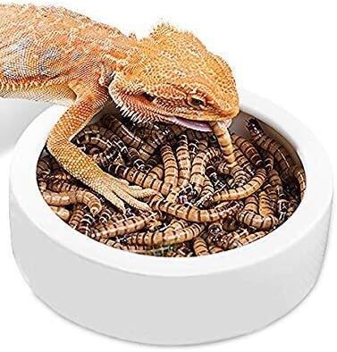 Worm Dish Mini Reptile Feed Feeder Food or Water Bowl Tray Ceramics Made (Large)