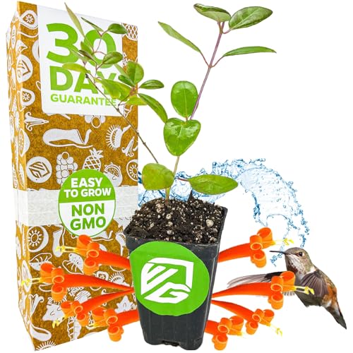 Trumpet Honeysuckle Coral Live Plant - Lonicera sempervirens - Wellspring