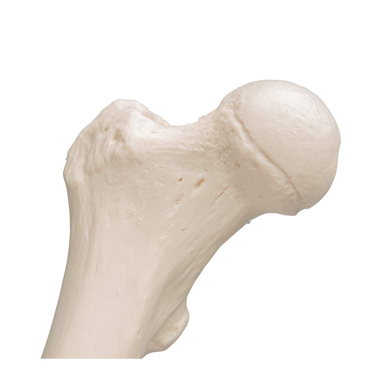 3B Scientific A35/1L, A35/1R Femore + software gratuito di anatomia - 3B Smart Anatomy