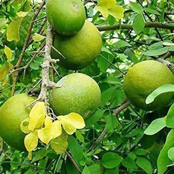 MVKR Live Bel-Patra Fruit Plant (Pack of 1 Plant) (B09KPPGQ3B) Amazon Price History, Amazon Price Tracker
