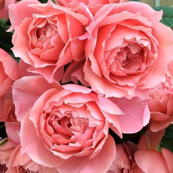 薔薇大苗 切り花品種 バラ苗 イングリッシュローズ 切花品種 DAローズ