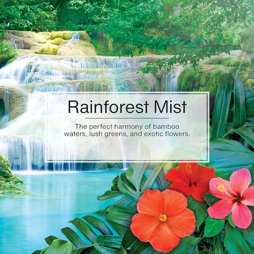 Image of Little Trees Rain Forest Air Freshener (Pack of 24) | Tree-Shaped Hanging Design | Ideal For Car, Home, Wardrobes etc | Imported from USA