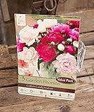 Cotton Candy Mixture Garden Peony: Paeonia lactiflora - 3 Bulbs