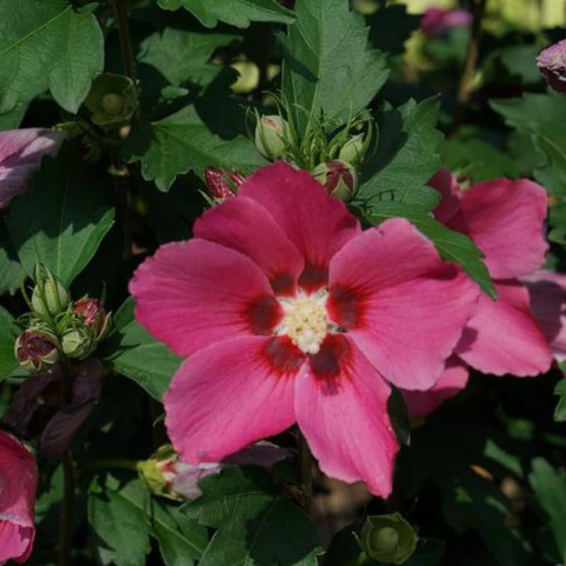 Dark Pink Rose of Sharon Plant Live 4 Inch Container, Hardy Hibiscus Plant Live, Althea Hibiscus Syriacus Flowers