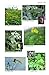 Mountain Flowers and Trees of Caucasia (Pelagic Identification Guides)