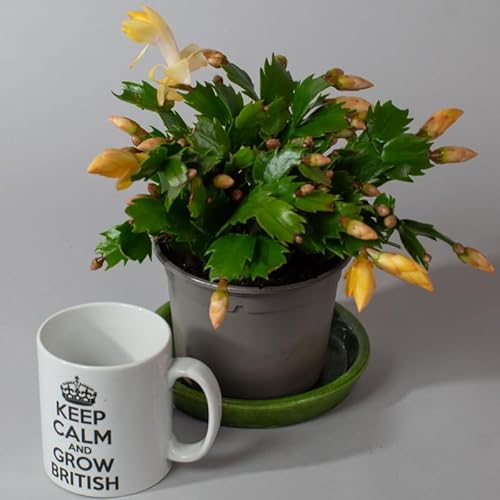 Tropical Plants UK - 3 x Christmas Cactus, House Plants for All Year, Indoor Plants in 10.5cm pots, Mixed Colours Tropical Plants UK - 3 x Christmas Cactus, House Plants for All Year, Indoor Plants in 10.5cm pots, Mixed Colours