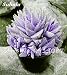 New! 20 Pcs Colorful Cactus Rebutia Variety Mix Exotic Aloe Seed Cacti Rare Cactus Office Edible Beauty Succulent Bonsai Plant 1