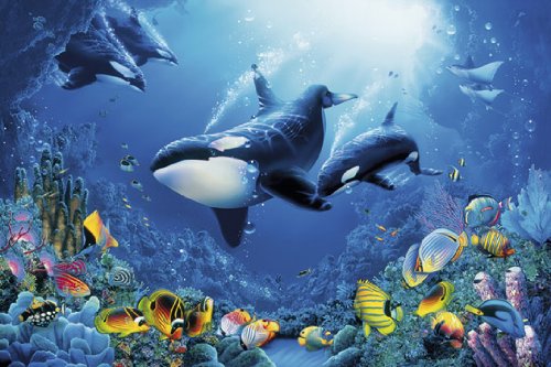 Poster épaulard géant plastifié affiche vie sous-marine éducation ocean