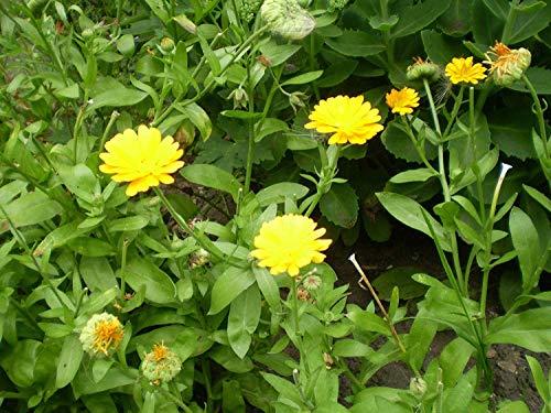 Semilla de maceta 20 Semi di Norfolk Selvaggio Calta Organico, Calendula arvensis, Fiore Selvaggio